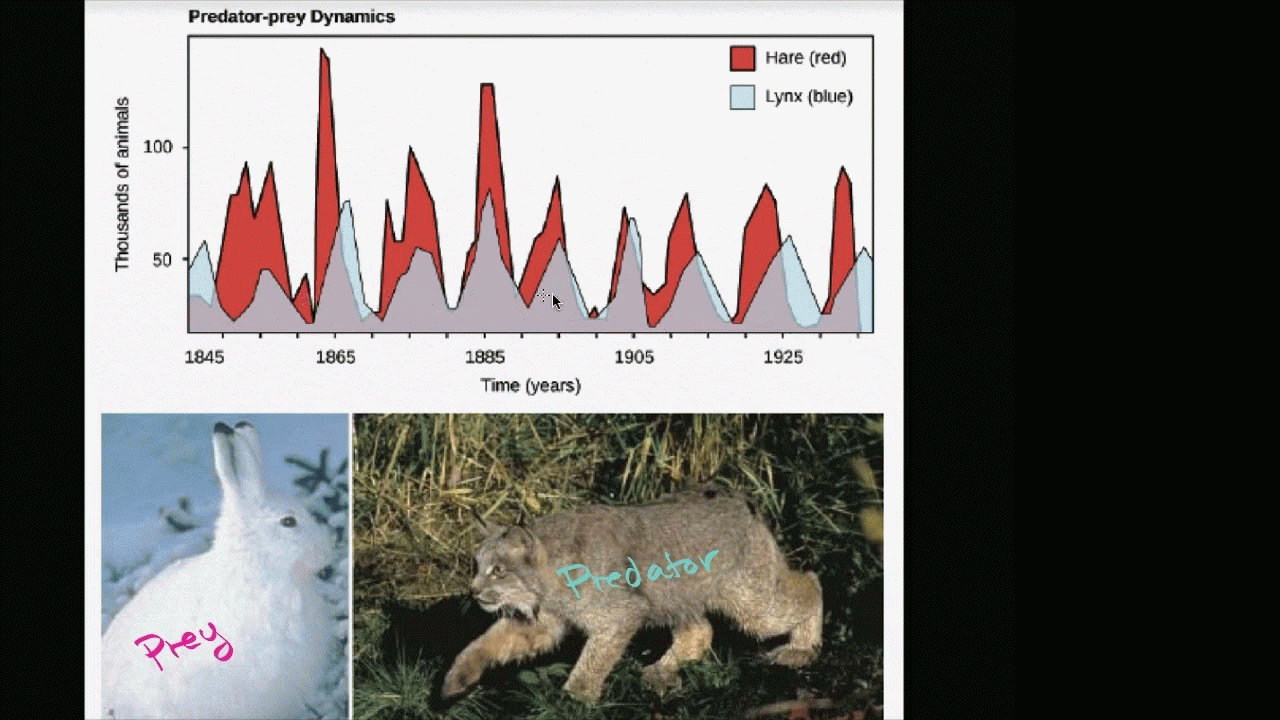 Predator-prey population cycles | Biology of the living Earth | High school biology | Khan Academy