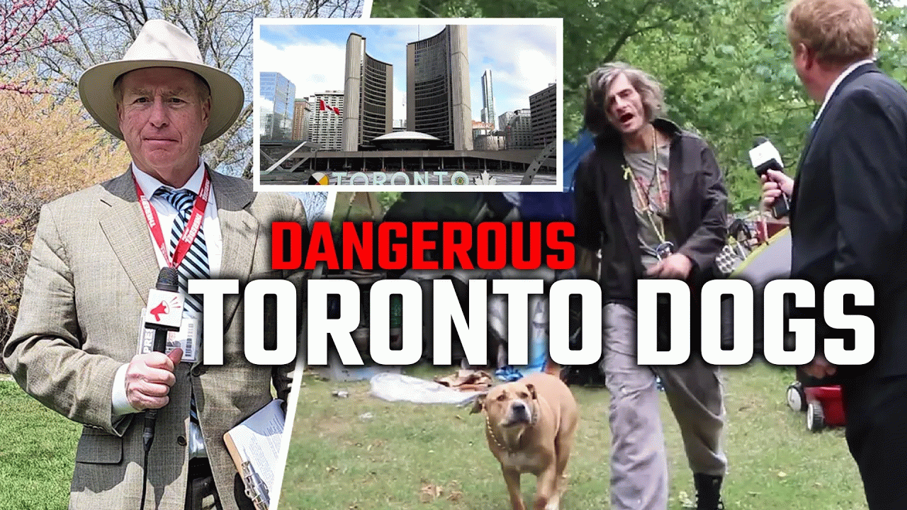 City of Toronto permitting homeless people with substance abuse issues to keep dangerous dogs