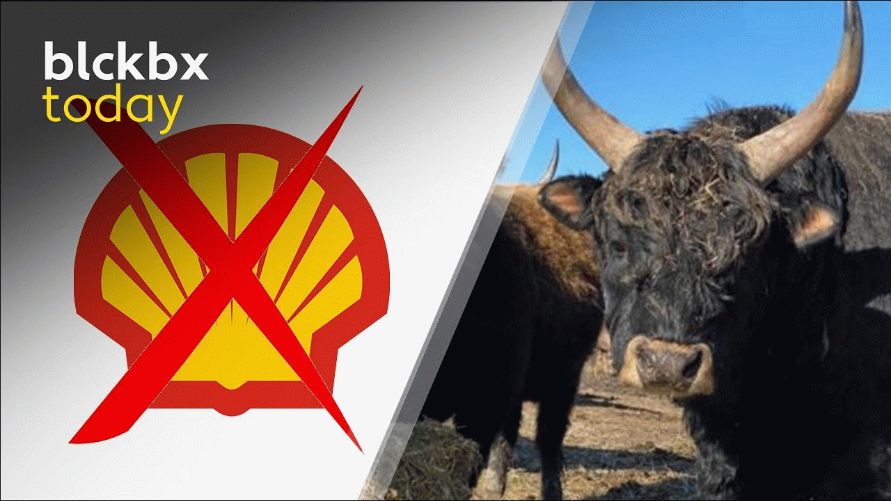 blckbx today: Klimaatzaak-Shell | Strijd dierenwelzijn Oostvaardersplassen | Versnelde uitrol CBDC?
